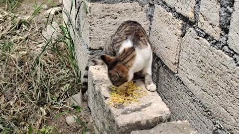 Cute cat eating food. This street cat is very cute.