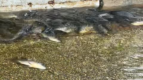 Hurricane Debby Leaves Fish Stranded