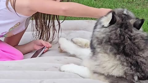 A kid and a husky vs air mattress