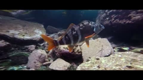 Diving Seal Underwater Animals Scuba Diving