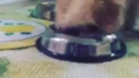 Brown dog digs into silver bowl