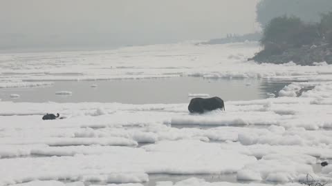 Prohibirán celebración religiosa en el río Yamuna, uno de los más contaminados del mundo