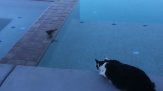 Brave Bird & silly afraidy cat