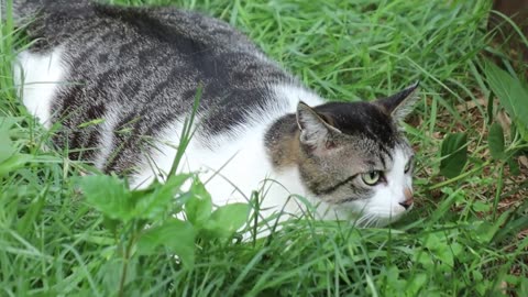 Cats Exhausted by the Heat