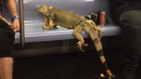 Guy with snake around neck and iguana sitting on blue subway train chair bench