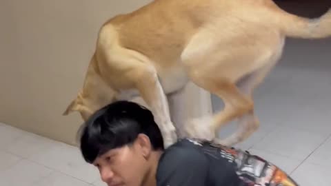 Pet dog stands on owners shoulders while he cooks barbecue