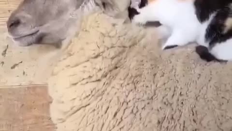 Kitty Loves Sheep