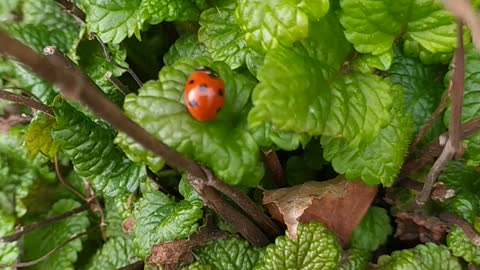 Ladybug