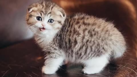 10 Most Dangerous Cat Breeds In The World