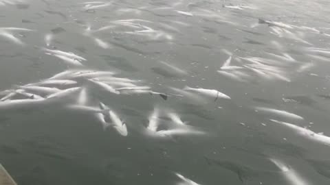 Thousands of Rockfish Didn’t Make It Through the Snow Storm