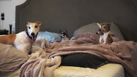 My Dogs Enjoying Blankets and Other Warm Things_1080p