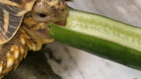 Turtle Eating Look Dangerous Viral Turtle On YouTube