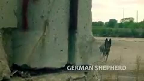 Extreme Trained Disciplined German Shepherd Dogs