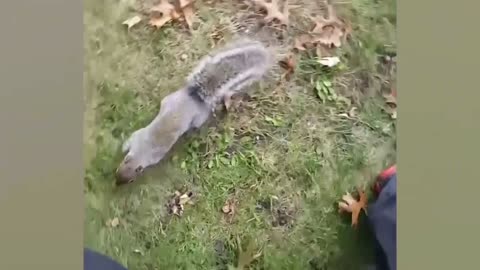 The squirrel climbs