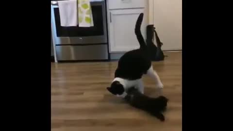 Cat spears other cat WWE styles.