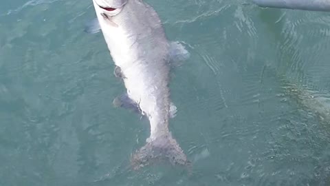 Humpback Pink Salmon, a beautiful looking fish but not good for food.