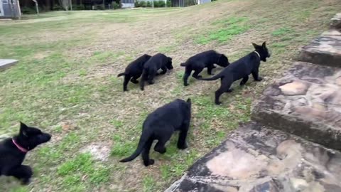 Black German Shepherd PUPPY BREAK!!! with GSM