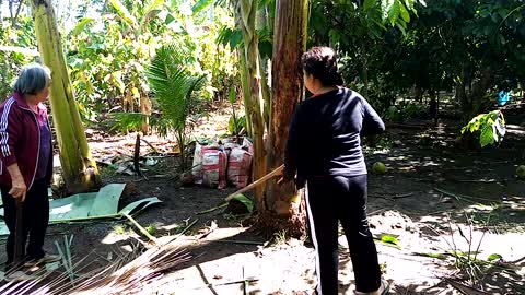 Harvesting coconut (kopras)