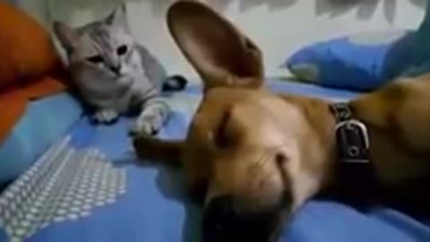 Cute and funny cat and dog sleep