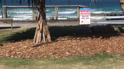 Python Climbing a Tree at the Beach