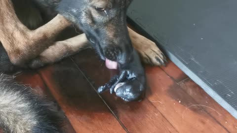 East German Shepherd puppy is born new puppy enters the world