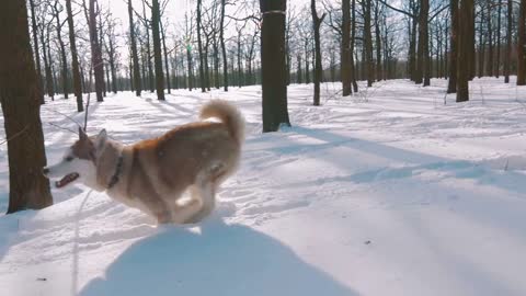 Siberian husky dogs running in snow forest, slow motion