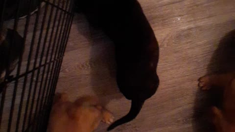 Pitbull puppies fighting