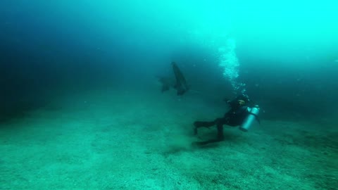 Removing a Fishing Net Stuck in the Jaws of a Shark