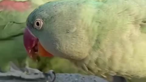 Funny parrot |cockatiel parrot | Funny birds | Funny animals