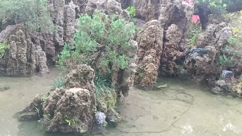 pine tree on stone