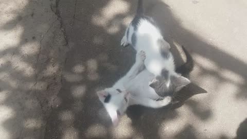 My cats having fun.