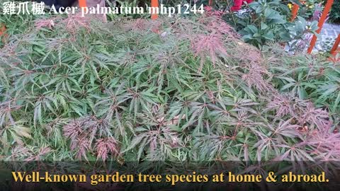 雞爪槭 Acer palmatum, mhp1244, Mar 2021