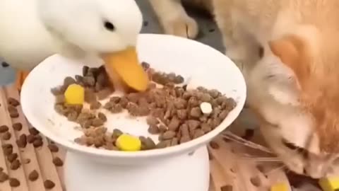 Funny Duck and Cat - Most Funniest video .mp4