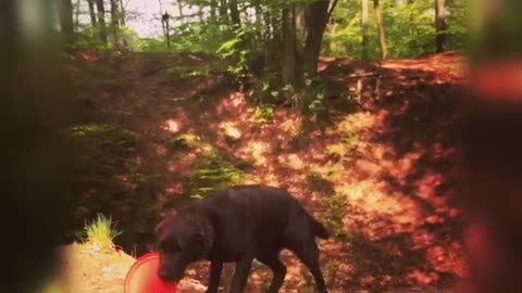 Dog playing in the woods