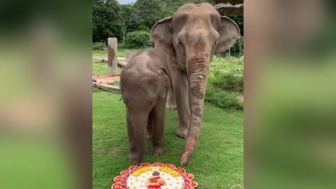 Viral Moment Mischievous Baby Elephant Rolls Around In Grans Special Fruit Cake