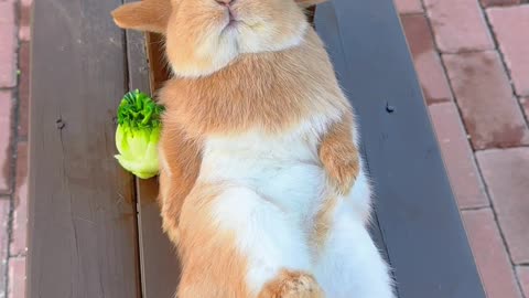 You have to check this cute😻 bunny taking a break after a long day of work 😂