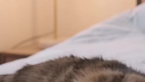 Cute Cat is trying to sleep