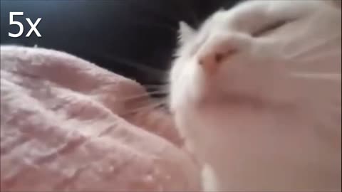 CAT VIBING HILARIOUS MUST WATCH