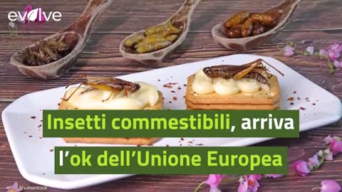 Insetti commestibili, arriva l’ok dell’Unione Europea