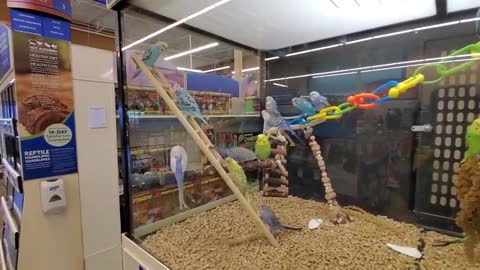 EXPLORING PETSMART ! ANIMAL FRIENDS EVERYWHERE!