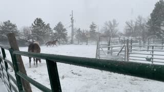 The horses feeling their oats before they get their oats