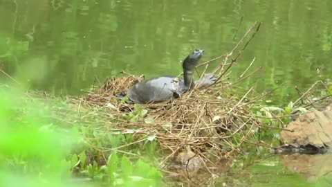 Tortoise lying in the sunbath