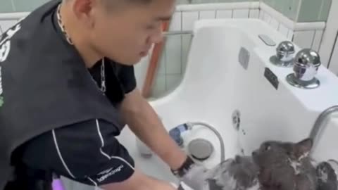 Ferocious Cat Gives Spa Guy a Tough Time! 🐱💆‍♂️😾