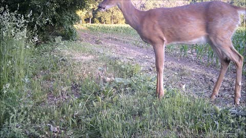 Fred Zepplin 2021, Best Deer Fawn Video This Year!!