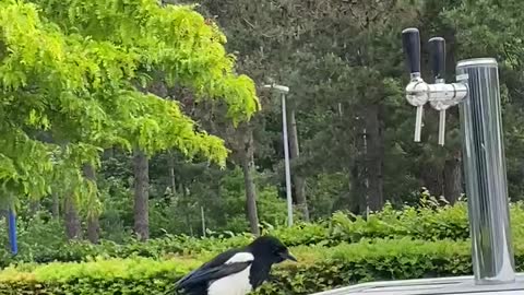 Friendships with magpies are possible !!