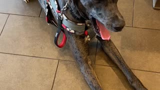 Service Dog: Public Access Training with one of My Girl's clients!