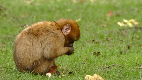 Eating monkey in The Jungle