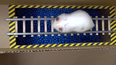 Hamster escape the creative maze for pets 🐶 in real life 😄 in Hamster life 🐹