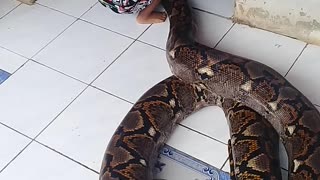 Kid Plays with Patient Snake