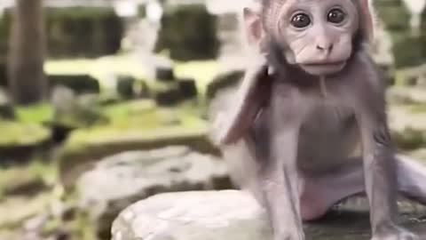 monkey